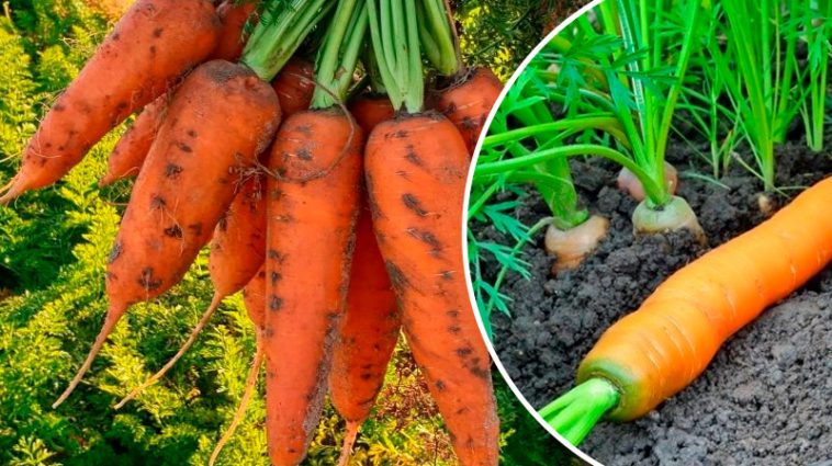 Як уникнути позеленіння моркви: прості секрети солодкого врожаю