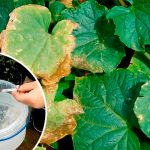 Як повернути огіркам зелень за 3 дні — без хімії! Перевірений дідівський метод, який справді працює