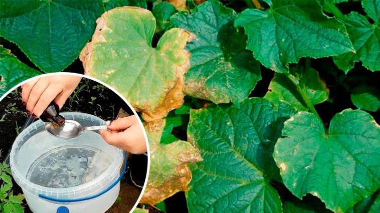 Як повернути огіркам зелень за 3 дні — без хімії! Перевірений дідівський метод, який справді працює