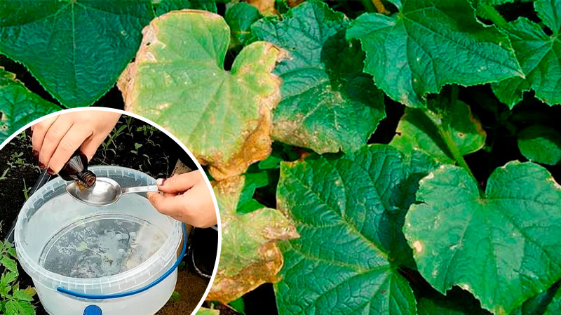 Як повернути огіркам зелень за 3 дні — без хімії! Перевірений дідівський метод, який справді працює