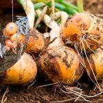 Зробіть це вчасно – і цибуля збережеться до весни!