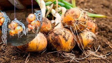 Зробіть це вчасно – і цибуля збережеться до весни!