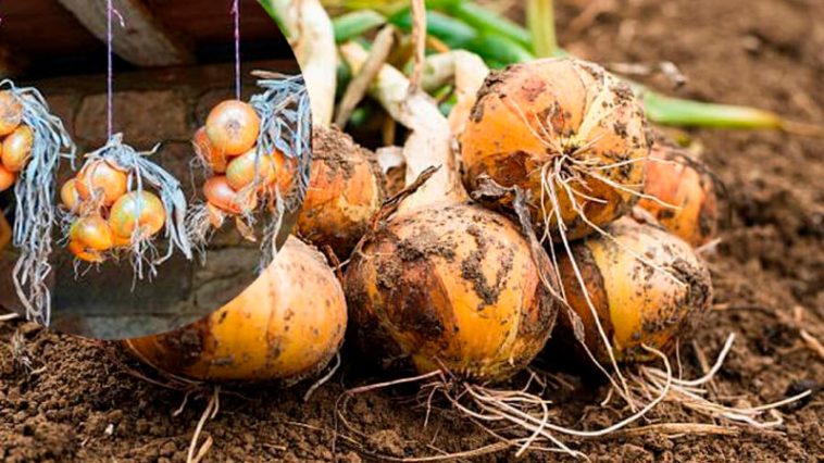 Зробіть це вчасно – і цибуля збережеться до весни!