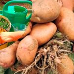 Ще не пізно! Підживлення картоплі у липні для потужного врожаю