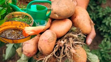 Ще не пізно! Підживлення картоплі у липні для потужного врожаю