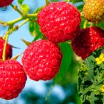 Гірчиця — зелений щит для малини. Чим вона корисна і як її правильно сіяти