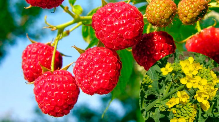 Гірчиця — зелений щит для малини. Чим вона корисна і як її правильно сіяти