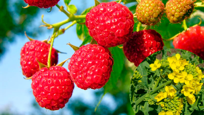 Гірчиця — зелений щит для малини. Чим вона корисна і як її правильно сіяти