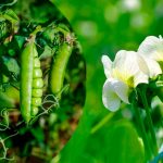 Ділюся, коли сію горох на другий урожай — і він смакує ще краще, ніж весняний!