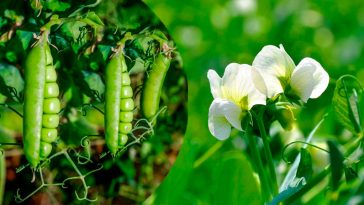 Ділюся, коли сію горох на другий урожай — і він смакує ще краще, ніж весняний!