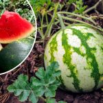 Секрет солодких кавунів: три підживлення, які дають неймовірний урожай