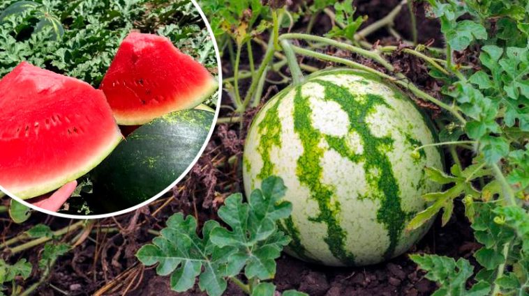 Секрет солодких кавунів: три підживлення, які дають неймовірний урожай