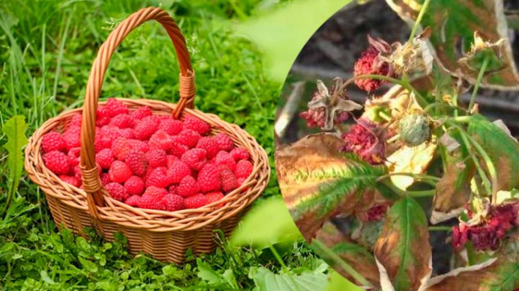 Якщо в липні жовтіє та сохне малина – не зволікайте: ось що робити, щоб врятувати врожай