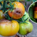 Як приготувати ефективний засіб від фітофтори для помідорів: два перевірених рецепти з йодом