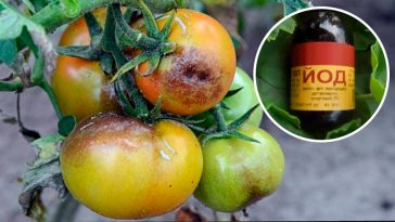 Як приготувати ефективний засіб від фітофтори для помідорів: два перевірених рецепти з йодом