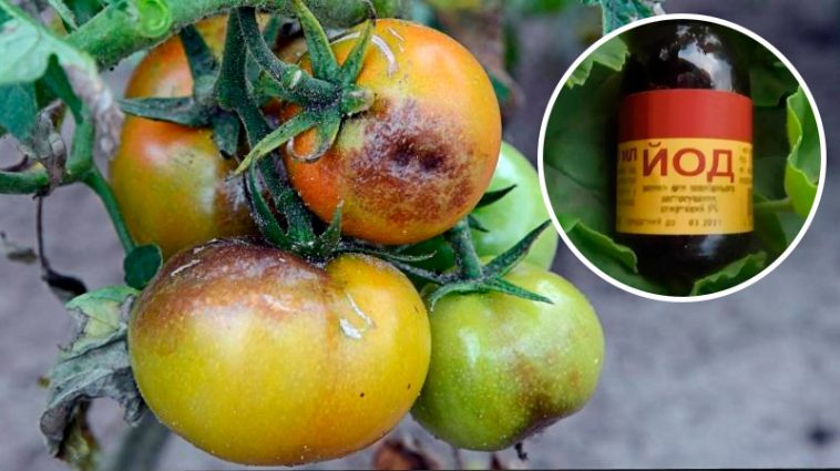 Як приготувати ефективний засіб від фітофтори для помідорів: два перевірених рецепти з йодом