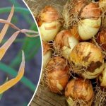 Чому жовтіє пір’я цибулі: причина та ефективні дії, щоб зберегти врожай