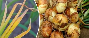 Чому жовтіє пір’я цибулі: причина та ефективні дії, щоб зберегти врожай