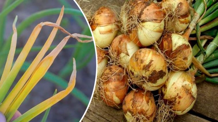 Чому жовтіє пір’я цибулі: причина та ефективні дії, щоб зберегти врожай