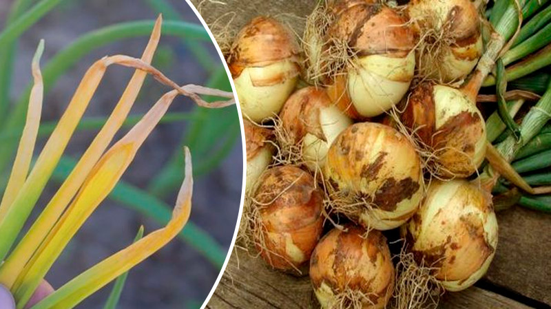 Чому жовтіє пір’я цибулі: причина та ефективні дії, щоб зберегти врожай