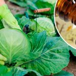 🌿 Беру валер’янку — і шкідники оминають мою капусту стороною!