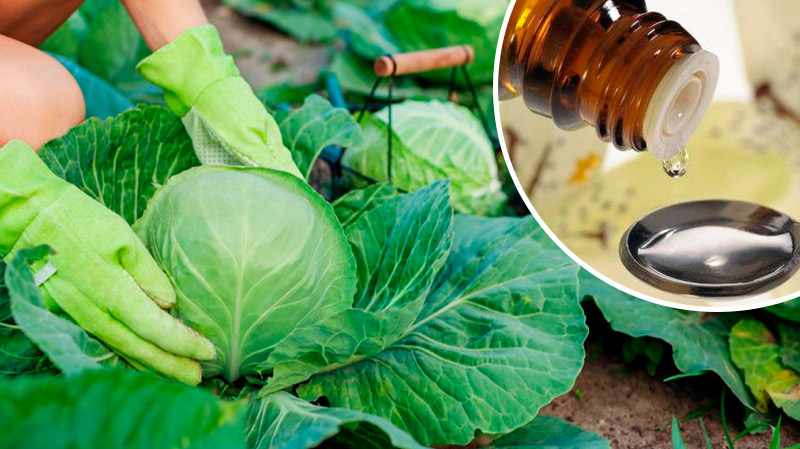 🌿 Беру валер’янку — і шкідники оминають мою капусту стороною!