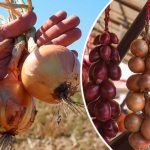 Як зберегти цибулю до весни: прості поради для добрих господарів