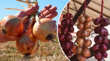 Як зберегти цибулю до весни: прості поради для добрих господарів