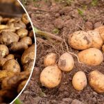 Як уберегти картоплю в льосі: дієві методи проти фітофтори, парші та гнилі