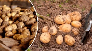 Як уберегти картоплю в льосі: дієві методи проти фітофтори, парші та гнилі