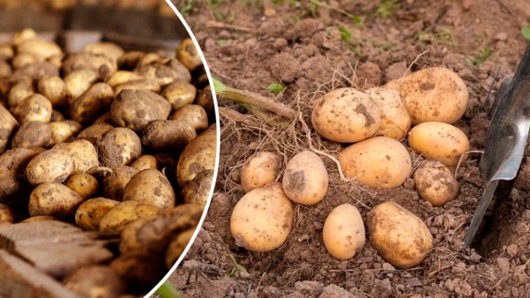 Як уберегти картоплю в льосі: дієві методи проти фітофтори, парші та гнилі