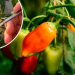 🌶 Перець не росте? Оживіть його бором — результат здивує!