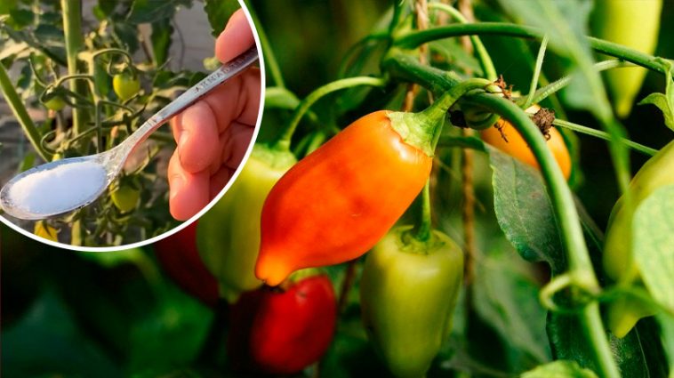🌶 Перець не росте? Оживіть його бором — результат здивує!