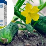 🌿 У сусідки огірки ледь тримались, але я порадила один простий засіб — і трапилось диво!