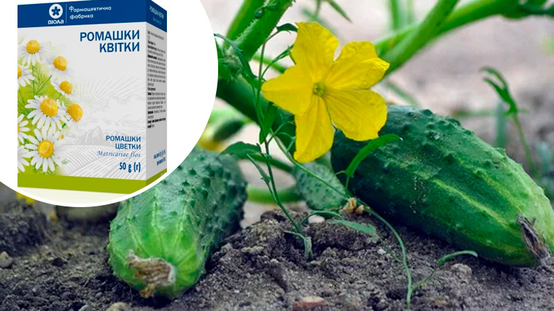 🌿 У сусідки огірки ледь тримались, але я порадила один простий засіб — і трапилось диво!