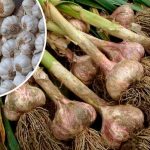 Все життя сушу саме так! Як правильно висушити часник, щоб не зіпсувався аж до весни: 7 головних правил