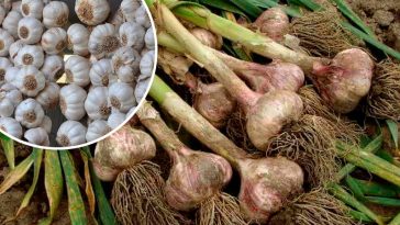 Все життя сушу саме так! Як правильно висушити часник, щоб не зіпсувався аж до весни: 7 головних правил