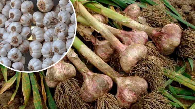 Все життя сушу саме так! Як правильно висушити часник, щоб не зіпсувався аж до весни: 7 головних правил