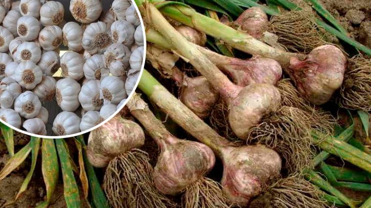 Все життя сушу саме так! Як правильно висушити часник, щоб не зіпсувався аж до весни: 7 головних правил