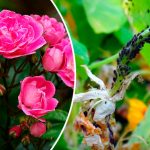 🪴 4 ефективні мильні розчини від попелиці, які врятують ваші рослини!