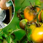 Кефір — природний захист від фітофторозу! Беріть на замітку вже сьогодні!