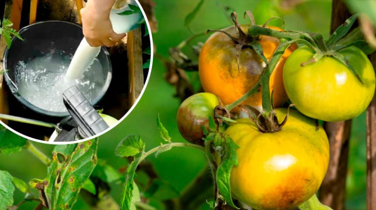 Кефір — природний захист від фітофторозу! Беріть на замітку вже сьогодні!