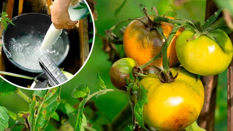 Кефір — природний захист від фітофторозу! Беріть на замітку вже сьогодні!