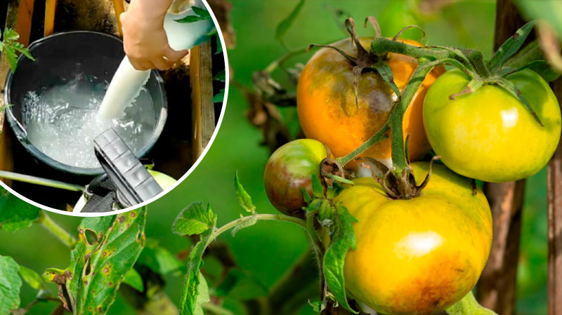 Кефір — природний захист від фітофторозу! Беріть на замітку вже сьогодні!