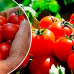 Томати червоніють, як на дріжджах! Перевірені хитрощі, щоб пришвидшити дозрівання помідорів