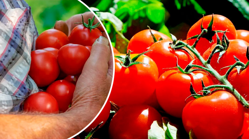 Томати червоніють, як на дріжджах! Перевірені хитрощі, щоб пришвидшити дозрівання помідорів