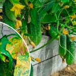 Як врятувати огірки від жовтих плям на листі — ефективний метод без хімії!