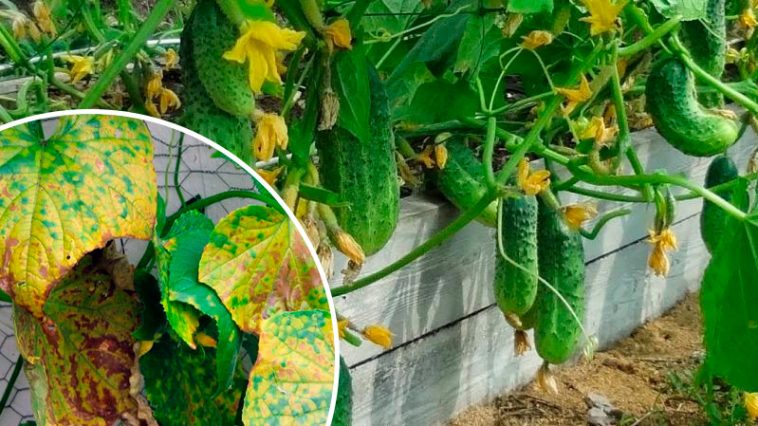 Як врятувати огірки від жовтих плям на листі — ефективний метод без хімії!