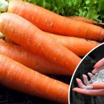 Один стакан на 5 літрів води — так підживлюють моркву з 1 по 20 липня, щоб коренеплоди були солодкі та великі