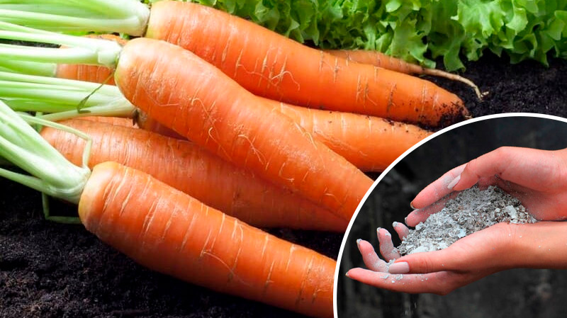 Один стакан на 5 літрів води — так підживлюють моркву з 1 по 20 липня, щоб коренеплоди були солодкі та великі
